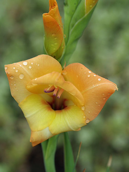 GLADIOLUS DALENII 'BOONE'