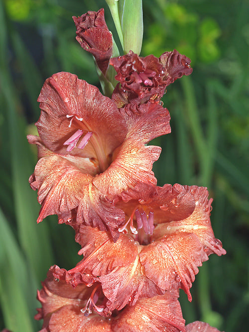 GLADIOLUS 'BRONZE TIGER'