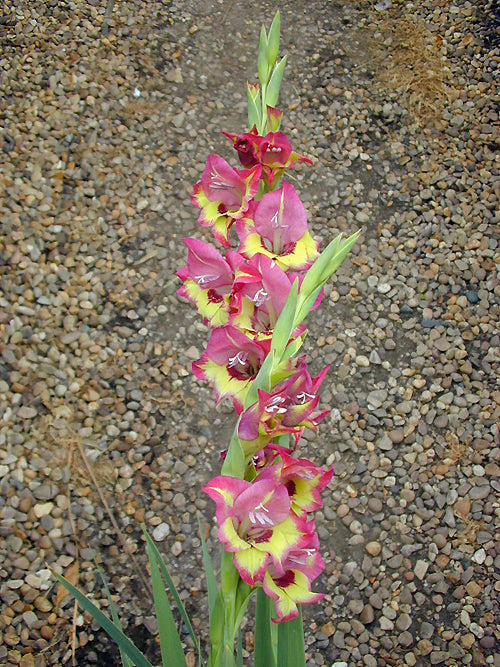GLADIOLUS 'FLEVO COSMIC'
