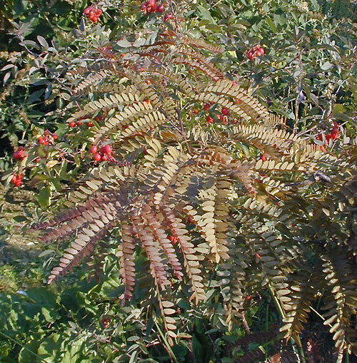 GLEDITSIA TRIACANTHOS 'RUBYLACE'