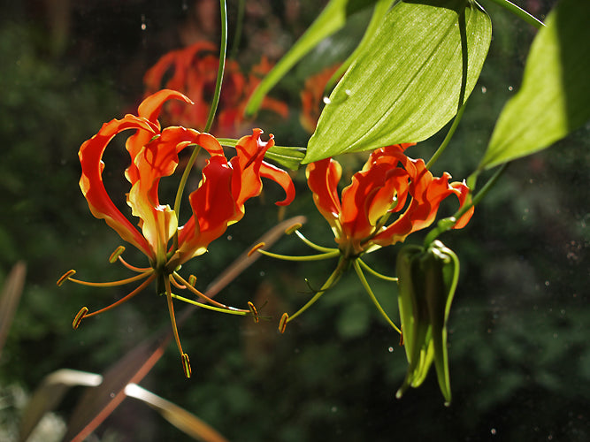 GLORIOSA SUPERBA 'ROTHSCHILDIANA'