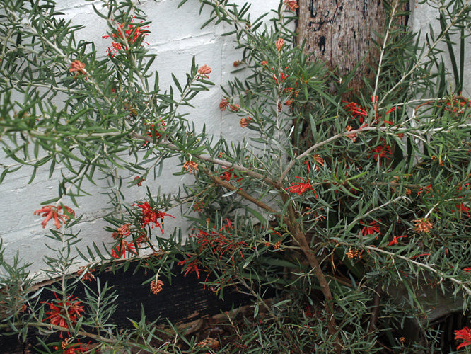 GREVILLEA ROBUSTA
