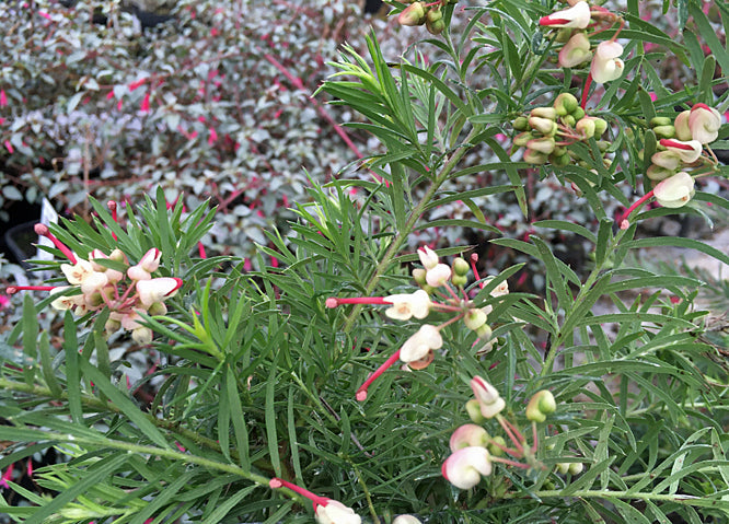 GREVILLEA ROSMARINIFOLIA 'JENKINSII'