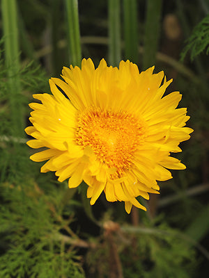 GRINDELIA CHILOENSIS F&W 9390