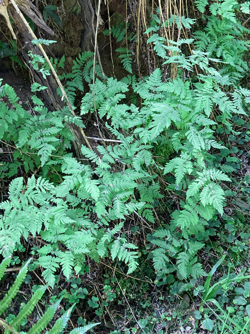 GYMNOCARPIUM DRYOPTERIS