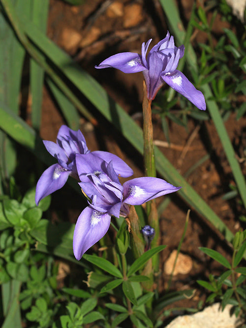 GYNANDIRIS SISYRINCHIUM