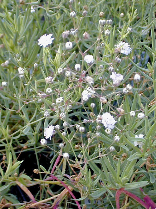 GYPSOPHILA PANICULATA 'JOLIEN'