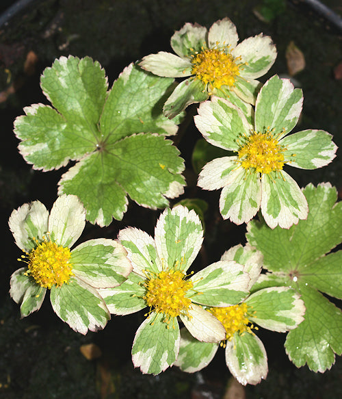 HACQUETIA EPIPACTIS 'THOR'