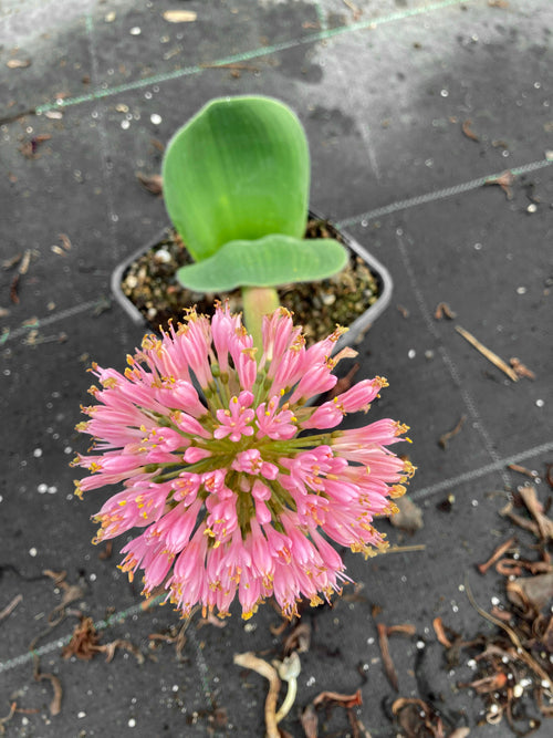 HAEMANTHUS HUMILIS 'GIANT'