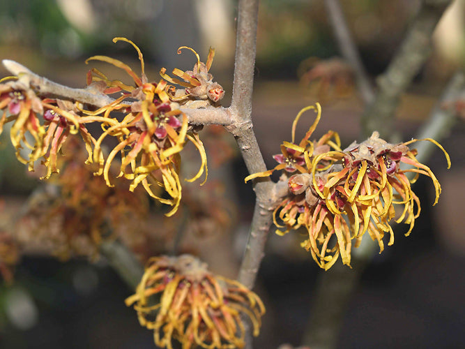 HAMAMELIS VERNALIS 'SANDRA'