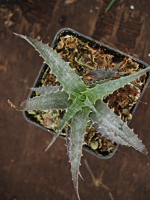 HECHTIA SP. 10.