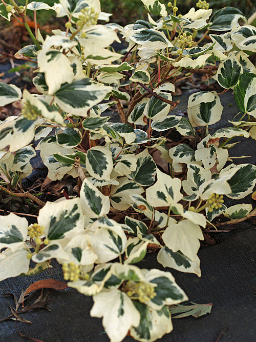 HEDERA AZORICA 'VARIEGATA' ARBOREAL FORM