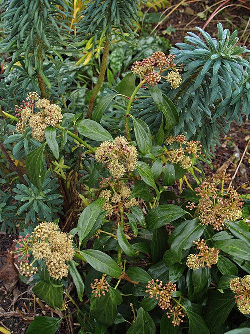 hedera arborescens HEDERA COLCHICA 'ARBORESCENS' – Cotswold Garden Flowers