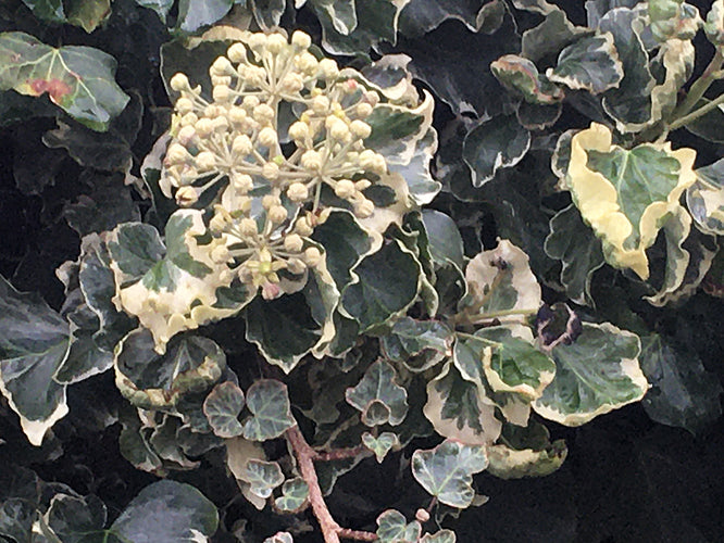 HEDERA HELIX 'CURVACEOUS'