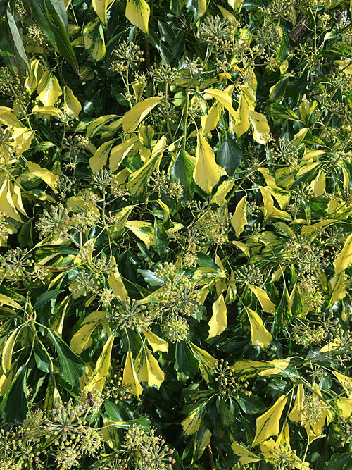 HEDERA HIBERNICA 'CRÛG GOLD' ARBOREAL