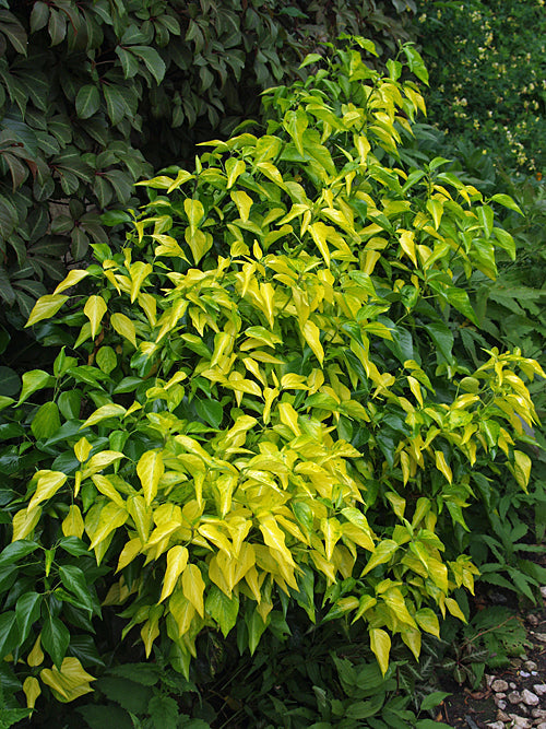HEDERA HELIX 'FARLOW'