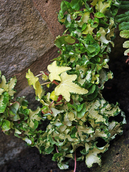 HEDERA HELIX 'GOLDEN GATE'