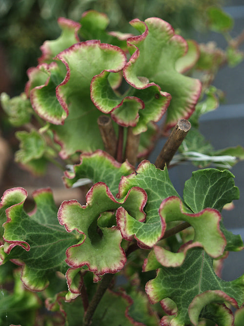 HEDERA HELIX 'MELANIE'