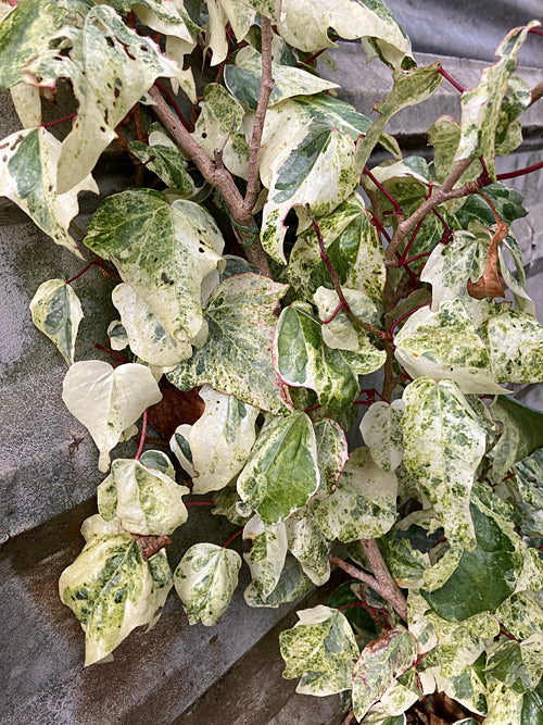 HEDERA ALGERIENSIS 'MARGINOMACULATA' – Cotswold Garden Flowers