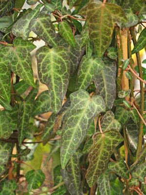 HEDERA PASTUCHOVII 'ANN ALA'