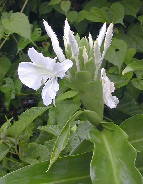 HEDYCHIUM CORONARIUM