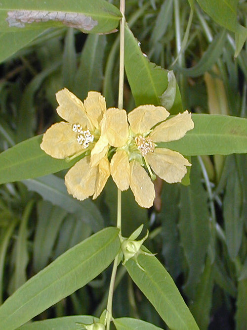 HEIMIA SALICIFOLIA 'CITRON BEAUTY'