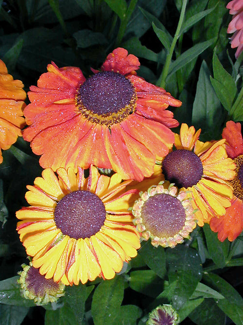HELENIUM 'CHIPPERFIELD ORANGE'