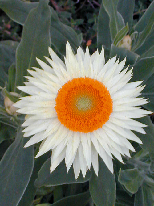 HELICHRYSUM 'COCO'