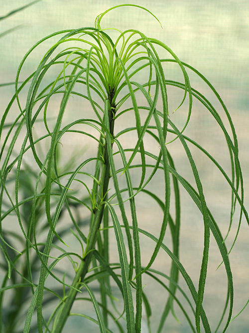 HELIANTHUS SALICIFOLIUS very fine-leaved clone