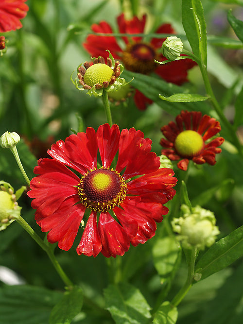 HELENIUM 'SOPHIE ZUR LINDEN'
