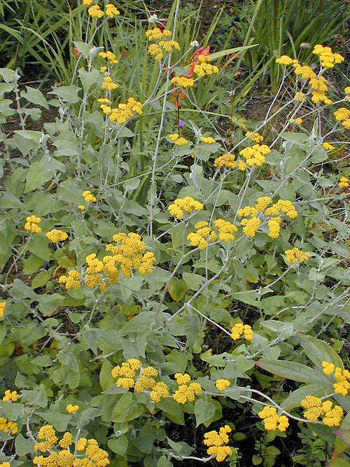 HELICHRYSUM HYPOLEUCUM