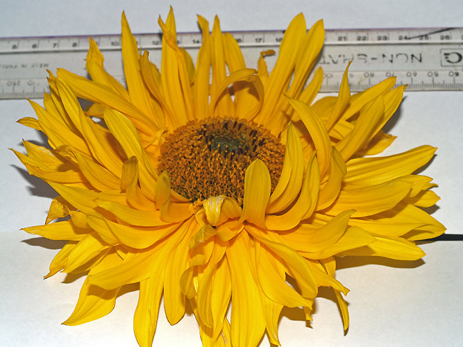 HELIANTHUS 'MONARCH'