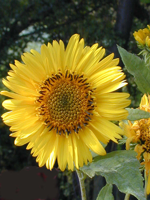 HELIANTHUS 'GOLDEN PYRAMID'