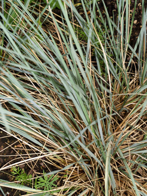 HELICTOTRICHON SEMPERVIRENS