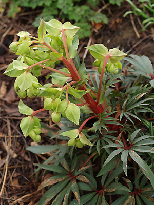 HELLEBORUS FOETIDUS 'WESTER FLISK'