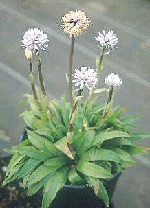 HELONIOPSIS ORIENTALIS var.YAKUSIMENSE 'VARIEGATA'