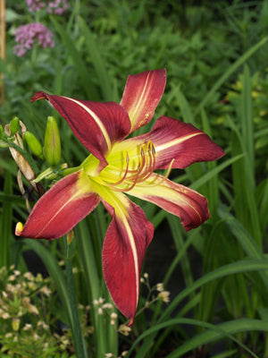 HEMEROCALLIS 'BLUE-EYED CHRIS'
