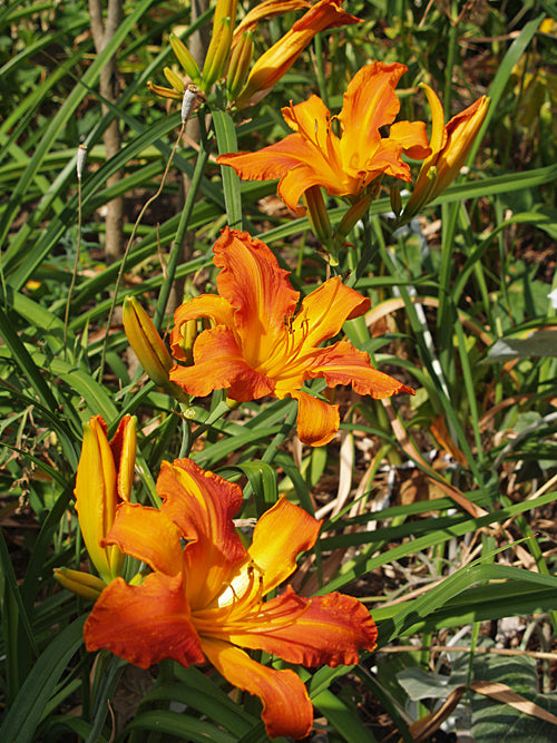 HEMEROCALLIS 'BRIGHT SPANGLES'