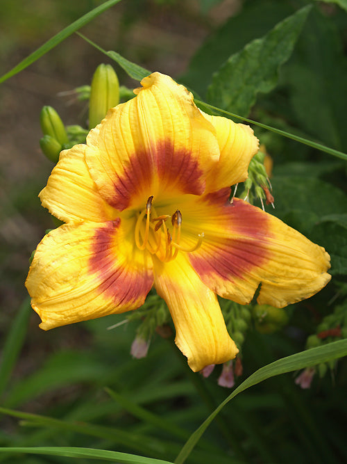 HEMEROCALLIS 'BURLESQUE'