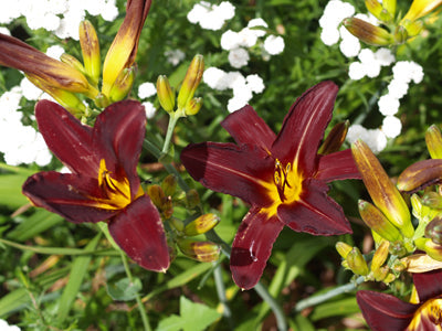 HEMEROCALLIS 'CHICAGO BLACKOUT'