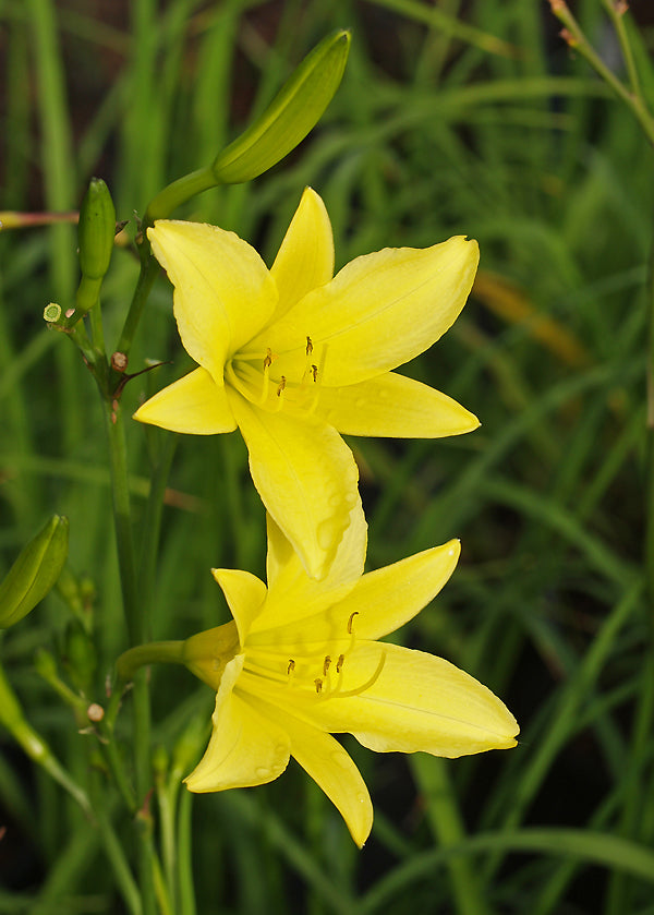 HEMEROCALLIS CITRINA – Cotswold Garden Flowers