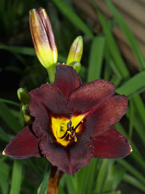HEMEROCALLIS 'DOMINIC'