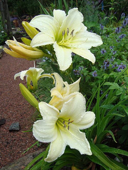 HEMEROCALLIS 'GENTLE SHEPHERD'