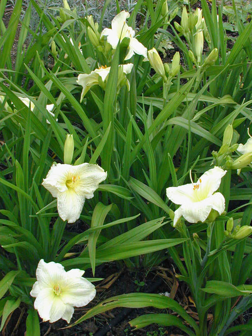 HEMEROCALLIS 'JOAN SENIOR'