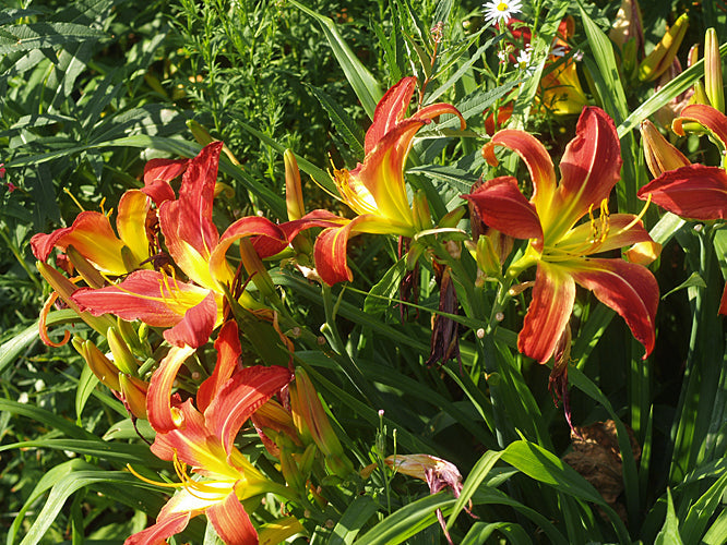 HEMEROCALLIS 'LONG STOCKING'