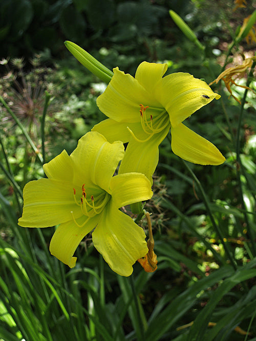 HEMEROCALLIS 'MARION VAUGHN'