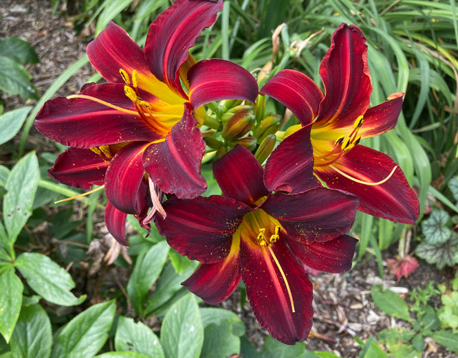 HEMEROCALLIS 'STAFFORD'