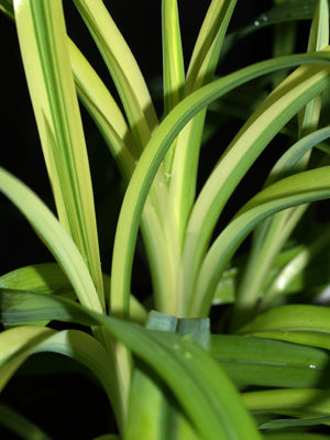 HEMEROCALLIS 'STREAKER'