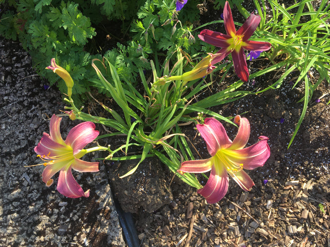 HEMEROCALLIS 'STYLE'