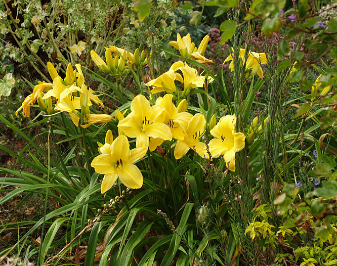 HEMEROCALLIS 'YELLOW RAIN'